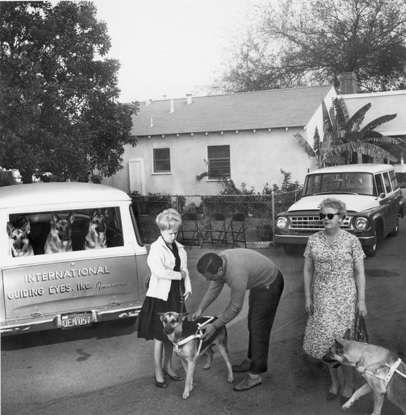 Erich Renner, breeder for International Guiding Eyes putting seeing eye guide dogs through their paces. A blind woman works with one dog while three German Shepherds look on from the back of an International Travelall.