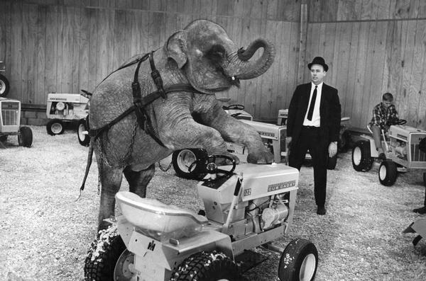 Shirley, a half-ton elephant, poses on an International Cub Cadet 122 lawn tractor with IH dealer Carl Kelton looking on. Several cub cadets are in the background. Original caption reads: "WILLING TO LEARN, Shirley copes with Cub Cadet tractor after several awkward attempts. Tutor is Charlie Kelton. His appraisal: 'Shirley's a bright one. She's not a pinhead.'"