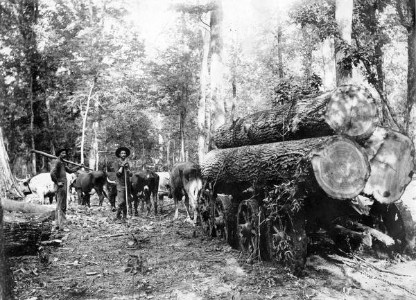 Lumberjacks standing next to an ox cart loaded with logs for use in sawmills associated with International Harvester.