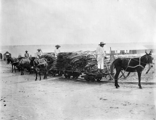 Workers hauling sisal leaves with rail carts and burros to a decortication mill in the Yucatan Peninsula of Mexico. The mill was likely part of International Harvester's twine manufacturing operation.