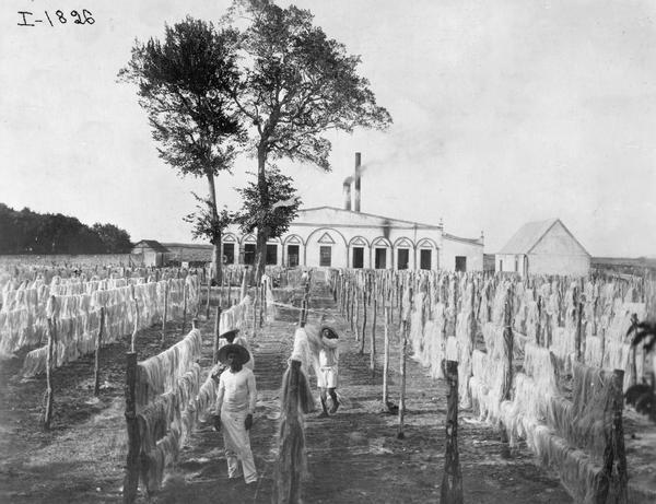 Workers drying sisal fibre (fiber) in long rows in Yucatan, Mexico. The fibre was used by International Harvester for binder twine production.