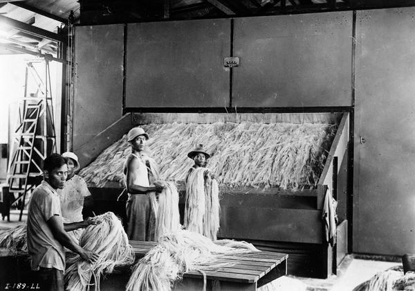Workers processing bundles of sisal fibre (fiber) at a factory or mill in the Philippines. The factory likely was owned by the International Harvester Company as part of its twine production operation.