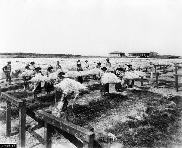 Workers, mostly female, hanging bundles of sisal on wires on a plantation in the Yucatan(?). The plantation was likely run by the International Harvester Company as part of its twine production operation.