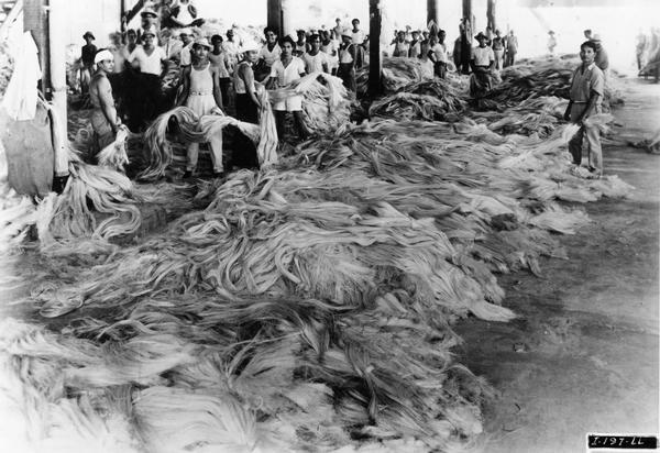 Workers processing bundles of sisal in large piles at an International Harvester facility in the Philippines.