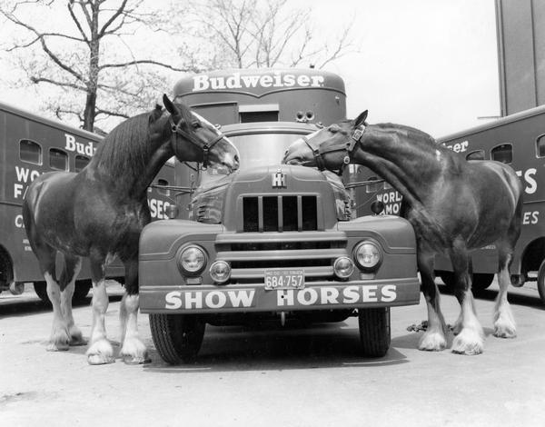International R-185 truck with two Budweiser Clydesdale show horses inspecting the hood.