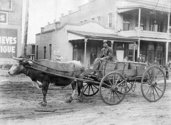 Farmer hauling corn to market with an ox-driven wagon. Original caption notes that oxen were used considerably in the south for motive power.