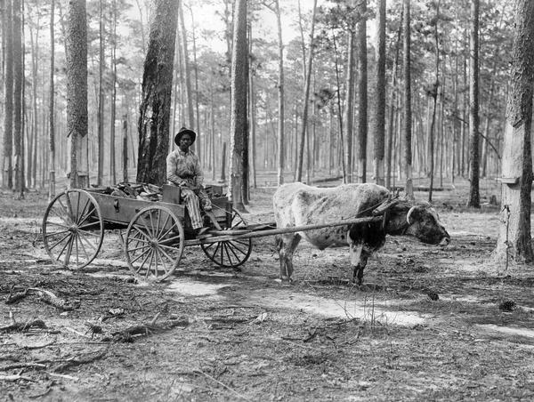 View of a prisoner, who has a wooden leg, hauling "lighter" wood from the pine woods and Turpentine Orchard to camp with an ox-drawn wagon. Original caption reads: "It will be noted that very little harness is used. The shafts of the wagon — made from saplings — are fastened directly to the yoke by means of pieces of wire. In driving, only one line is used, it being turned from side to side as it becomes necessary to turn to the right or left."