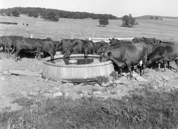 Cows drinking water from a tank in a rural pasture.
