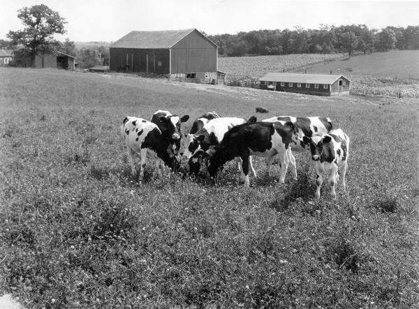 Young dairy cows feeding in a clover pasture with farm buildings in the background.