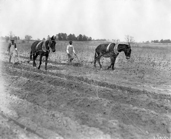 Two African American farmers in a field operating horse-drawn walking plows.