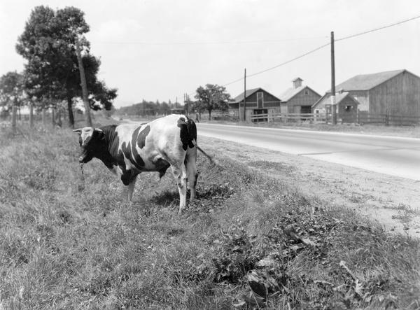 Bull standing along a rural road with farm buildings in the background. Original caption reads: "Better tether him out than for him not to get pasture."