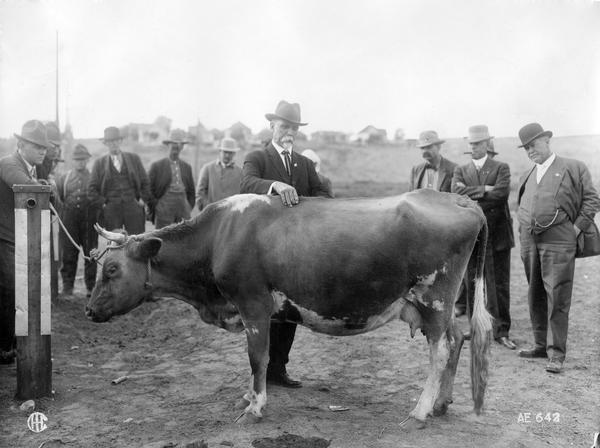A man wearing a suit and a hat is inspecting a cow as other men look on. The occasion may have been an exhibition, inspection, or auction.