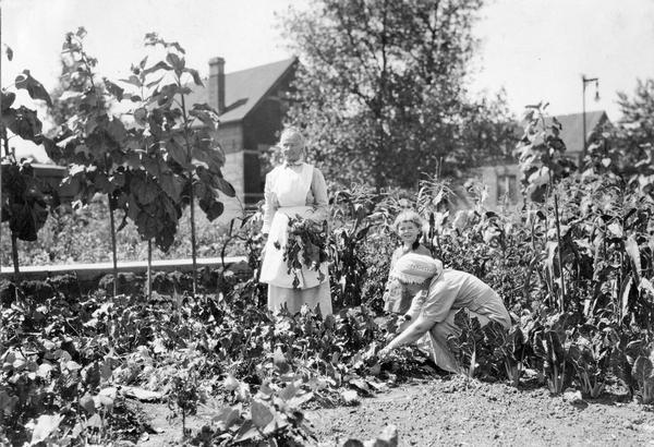 Two women and a young girl gathering vegetables in the Deering Works vegetable garden. Original caption reads: "This garden furnished a bountiful supply of vegetables throughout the season."