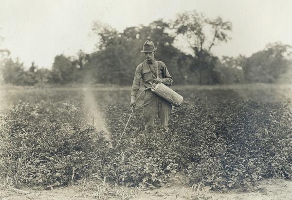 Young man in a field spraying pesticide on crops for the Bowker Insecticide Company.