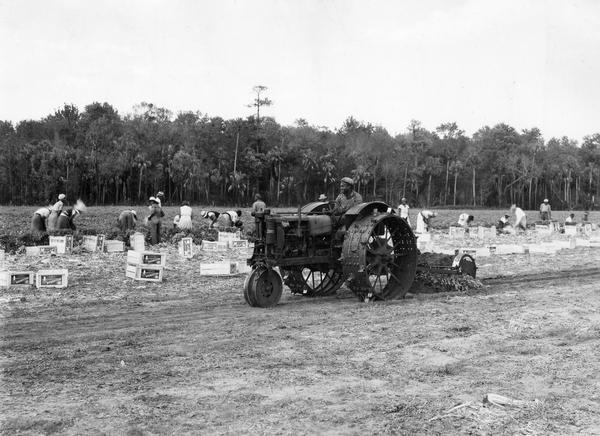 African American field worker levels the ground with a McCormick-Deering F-12 tractor and a rotary scraper in preparation for planting a new crop of celery on the Morgan Brothers' farm. Several men and women are picking crops in the background. The photograph was taken by "Robertson--Houston."
