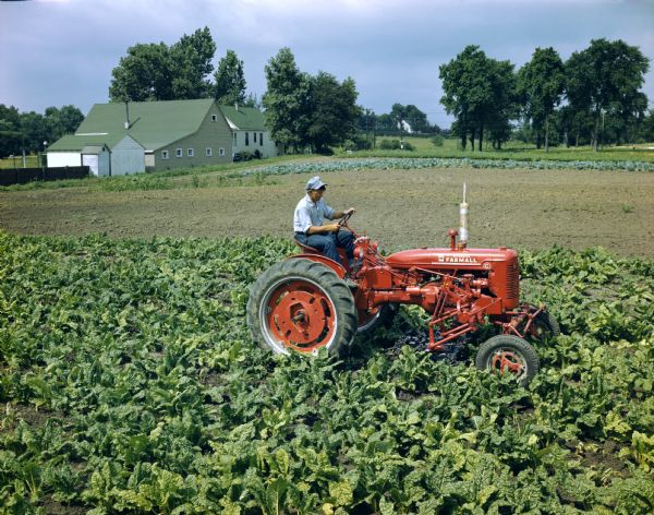 Slightly elevated view of a farmer cultivating a vegetable field with a McCormick Farmall C tractor with attached cultivator. Farm buildings are in the background.