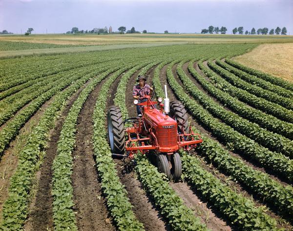 Elevated view of a farmer on a McCormick-Deering Farmall M tractor with cultivator following the curved rows of a soybean field.