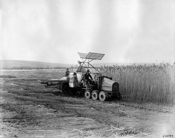 Workers harvesting hemp with an experimental six-wheel drive International 8-16 tractor and hemp harvester.