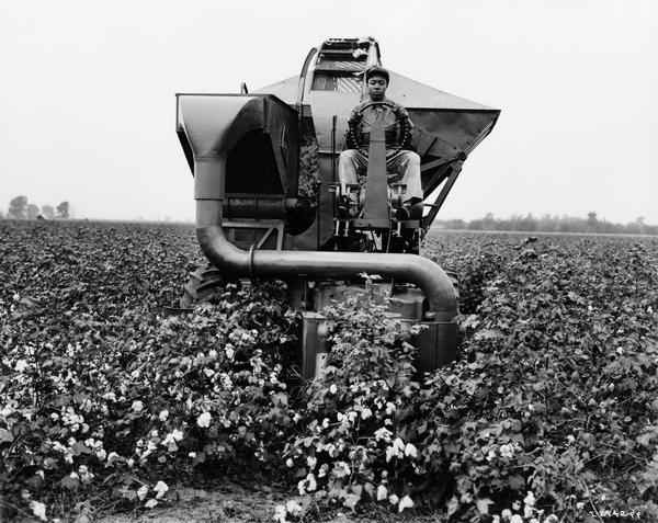 African American field worker testing an experimental International Harvester cotton picker. Original caption reads: "A close-up front view of the Harvester cotton picker showing how the row of cotton plants flows through the picking drums. This test field had a prolific leaf growth, but the picker nevertheless did an effective picking job. This photograph was taken during field operations on the Ohlendorf plantation near Osceola, Arkansas."