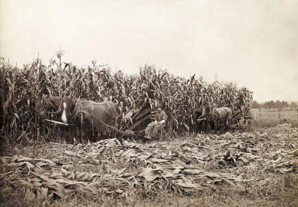 Farmers operating horse-drawn corn binders.