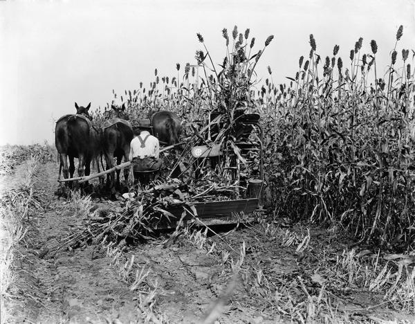 Rear view of a farmer using a horse-drawn corn binder on the farm of E.E. Leatherby.