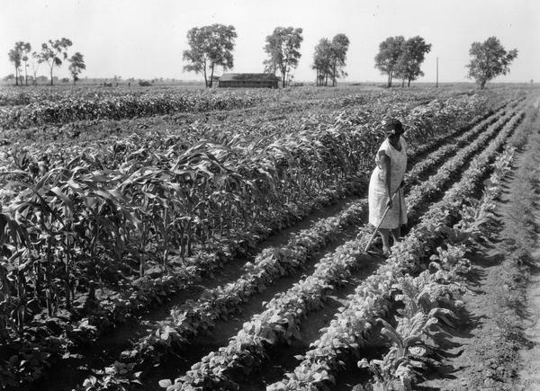 African American woman tending to her plot in the McCormick Works' garden. The garden was one of several factory gardens created under International Harvester's "garden project." The gardens were intended to aid unemployed and underemployed workers from the company's factories. Employees with at least five years service were eligible for garden plots. The McCormick Works community gardens were located near 95th street and Crawford Avenue, and consisted of approximately 440 acres divided into 50 by 150 feet plots. The gardens were utilized by over 1,800 employees.