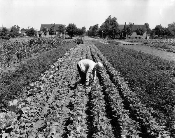 Man bending over to pick vegetables in the West Pullman Works' community garden. The garden was one of several factory gardens created under International Harvester's "garden project." The gardens were intended to aid unemployed and underemployed workers from the company's factories. Employees with at least five years service were eligible for garden plots.