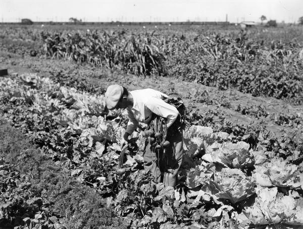 Man picking vegetables in the Wisconsin Steel Works community garden. The garden was one of several factory gardens created under International Harvester's "garden project." The gardens were intended to aid unemployed and underemployed workers from the company's factories. Employees with at least five years service were eligible for garden plots.