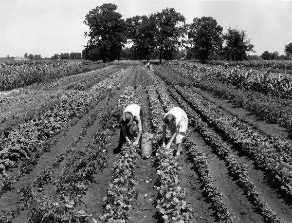 Man and woman picking vegetables in the Deering Works Community Garden. The garden was one of several factory gardens created under International Harvester's "garden project." The gardens were intended to aid unemployed and underemployed workers from the company's factories. Employees with at least five years service were eligible for garden plots.