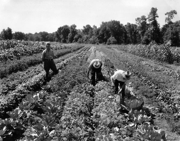 Three men picking vegetables in the Deering Works community garden. The garden was one of several factory gardens created under International Harvester's "garden project." The gardens were intended to aid unemployed and underemployed workers from the company's factories. Employees with at least five years service were eligible for garden plots.
