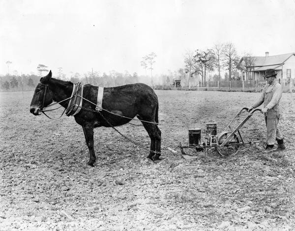 Farmer in a field walking behind a P&O planter drawn by a mule. There is an automobile on a road near a house behind a fence in the background.