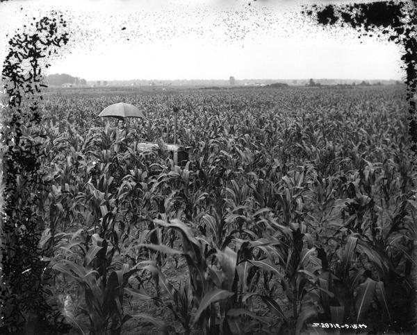 View over cornfield towards a farmer driving a McCormick-Deering Farmall tractor with a sun shade.