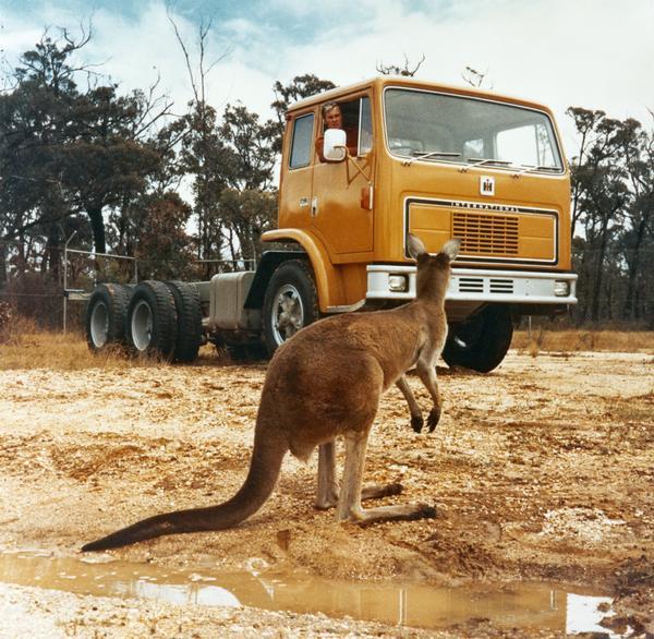 Color photograph of Australian truck driver watching a kangaroo from the cab of his International 4000 series truck.