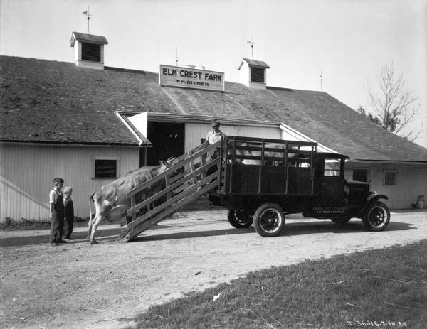 View across barnyard towards a father guiding a cow up a ramp into the back of an International truck as two young boys look on at W.H. Bitner's Elm Crest Farm.