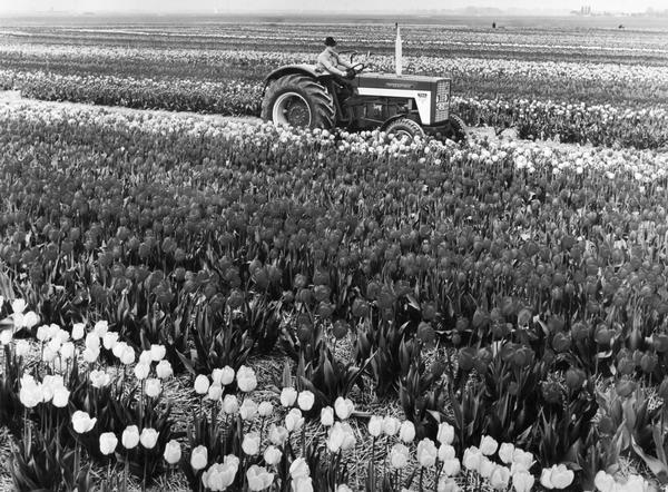 Man driving a German International 724 tractor through a field of tulips in Holland(?).