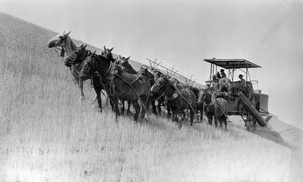 A large team of horses pulling an early harvester-thresher (combine) along the side of a hill.