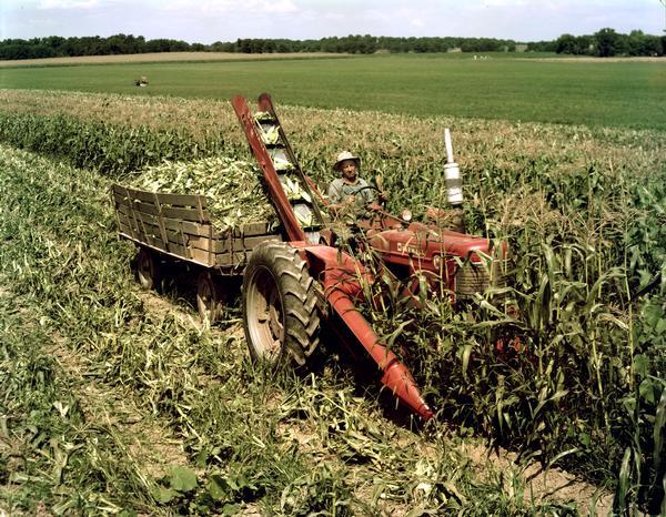 Color photograph of a man picking corn with a No. 24-SC sweet corn picker mounted on a Farmall Super M tractor.