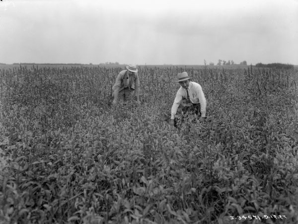Two men dressed in hats and ties are crouching down in a farm field to show the size of the plants. One of the men has a pipe in his mouth.