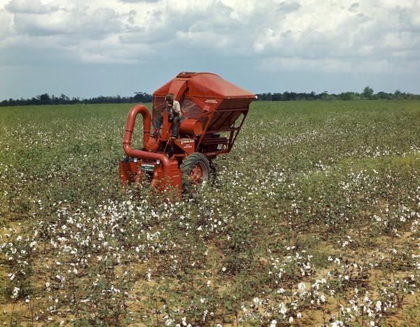 Man operating a McCormick-Deering M-11-H cotton picker in a cotton field.