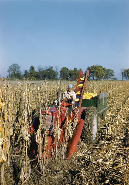 Slightly elevated view of farmer Jack Warren picking corn with a McCormick Farmall H tractor and a No. 24 corn picker.