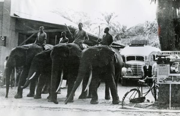 Four Congolese men ride elephants in the African Congo. An International "Jungle Yacht" is on the street in the background and an International Harvester advertisement is in the foreground. The "Jungle Yachts" were custom built by International Harvester for Commander Attilio Gatti's expeditions to the African Congo. Gatti and his wife are standing next to the front of the "Jungle Yacht."
