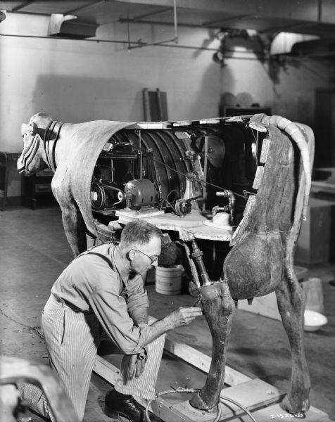 A man is working on a mechanical cow in the Harvester Farm exhibit at the Chicago Museum of Science and Industry.