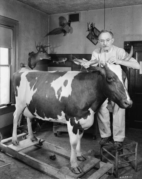 Julius Friesser, master taxidermist, mounting one of the five cows that occupy the International Harvester Farm exhibit at the Museum of Science and Industry in Chicago.