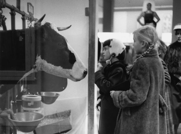 Two young girls looking at a stuffed or mechanical cow in the Harvester Farm exhibit at the Museum of Science and Industry.