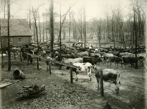 Slightly elevated view of the dairy herd of S.L. Brewster, standing in an enclosure outside a barn.