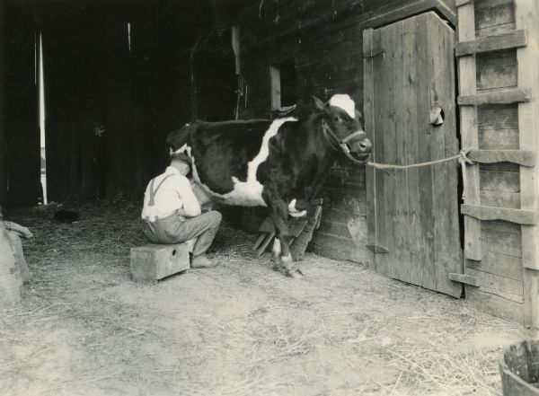 A man milks a cow inside a barn on Ament farm.