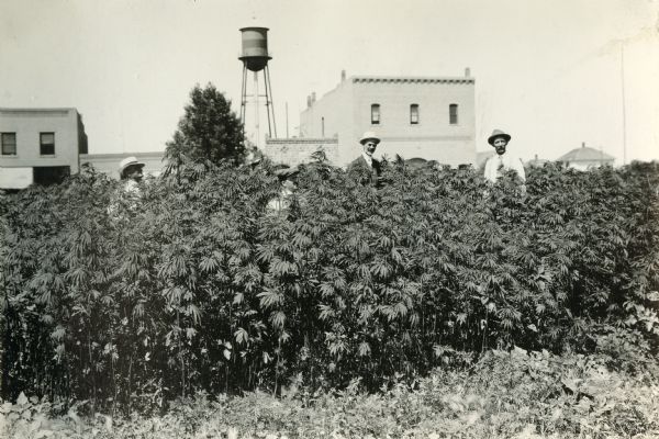 Superintendant Haney of International Harvester Company (left), Senator Beebe, Professor Holden, and J.W. Parmley stand in a hemp field sown on May 19, 1917.