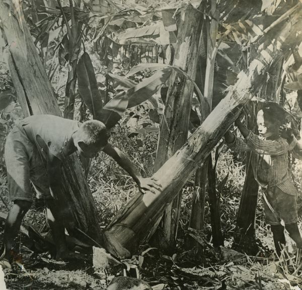 A Phillippine Islands boy is using a sharp tool to cut down a manila plant, while another young boy is supporting it.