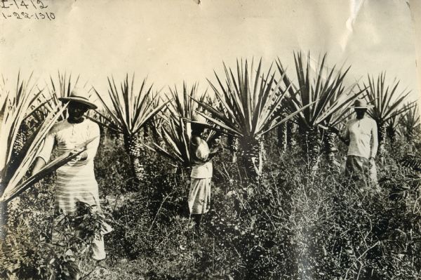 Several workers standing in a field in Yucatan, Mexico, cutting sisal leaves. The sisal was used by International Harvester to make binder twine.