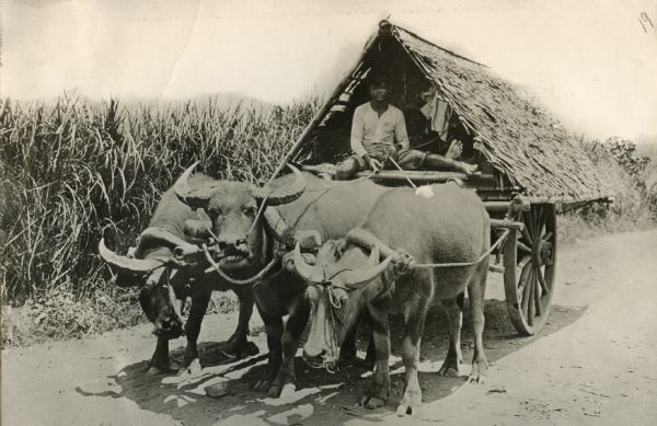 A Philippine Islands man sits in a cart drawn by several water buffalo. The man may have worked in International Harvester's sisal and twine operation.